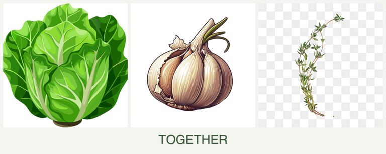 Can you plant lettuce, garlic and thyme together?