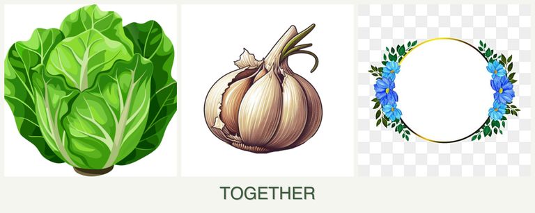 Can you plant lettuce, garlic and zinnias together?