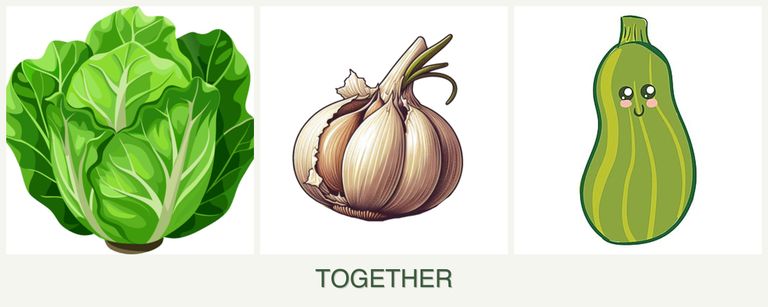 Can you plant lettuce, garlic and zucchini together?