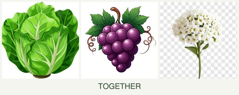 Can you plant lettuce, grapes and alyssum together?