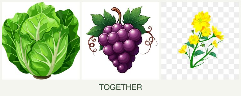 Can you plant lettuce, grapes and calendula together?