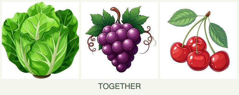 Can you plant lettuce, grapes and cherries together?