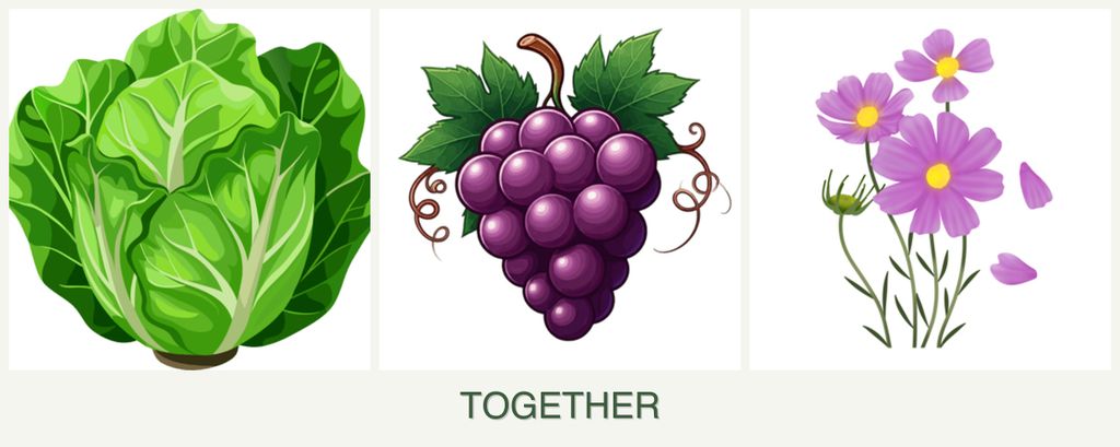 Can you plant lettuce, grapes and cosmos together?
