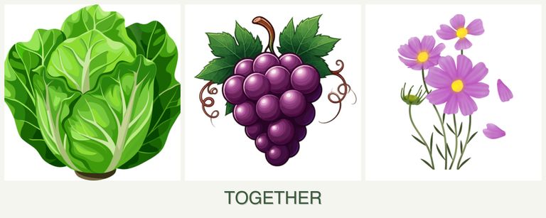 Can you plant lettuce, grapes and cosmos together?
