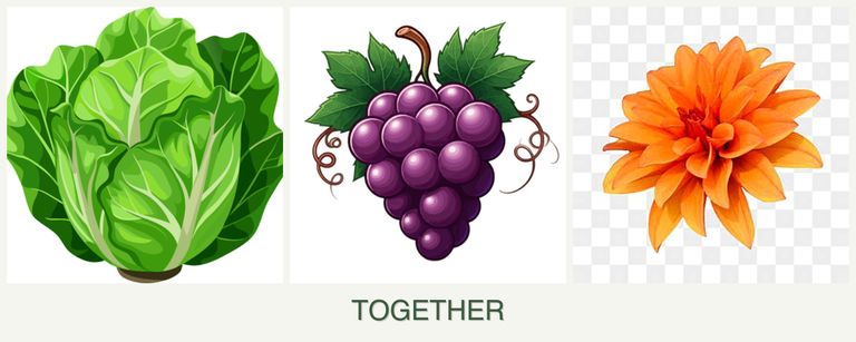 Can you plant lettuce, grapes and dahlias together?