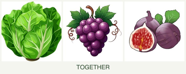 Can you plant lettuce, grapes and figs together?
