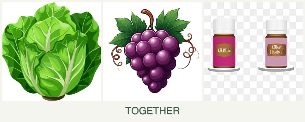 Can you plant lettuce, grapes and geraniums together?