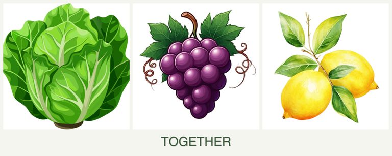 Can you plant lettuce, grapes and lemons together?