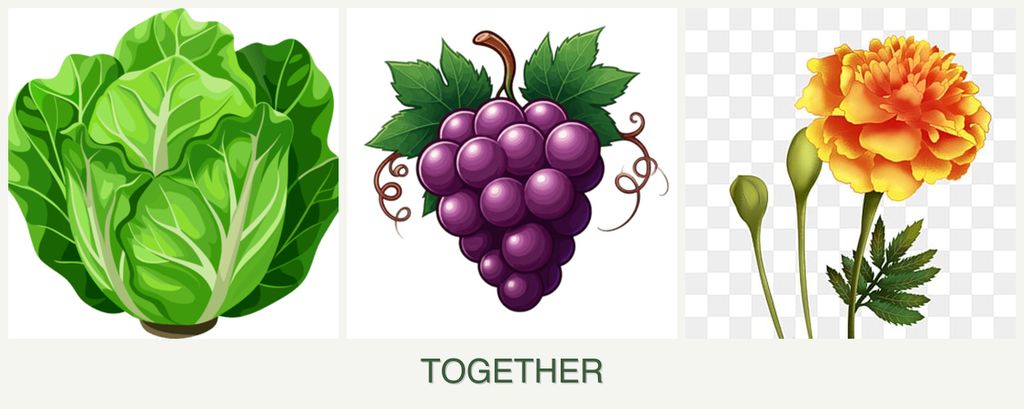 Can you plant lettuce, grapes and marigolds together?