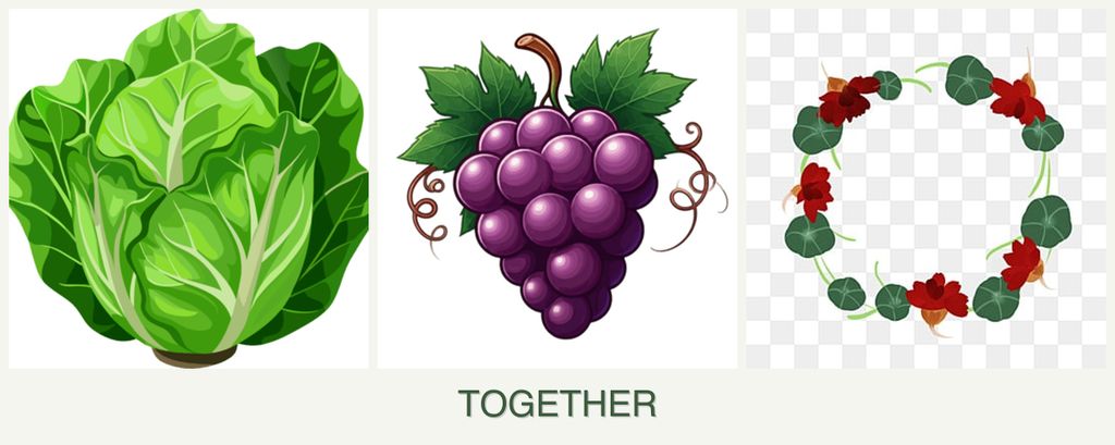 Can you plant lettuce, grapes and nasturtiums together?