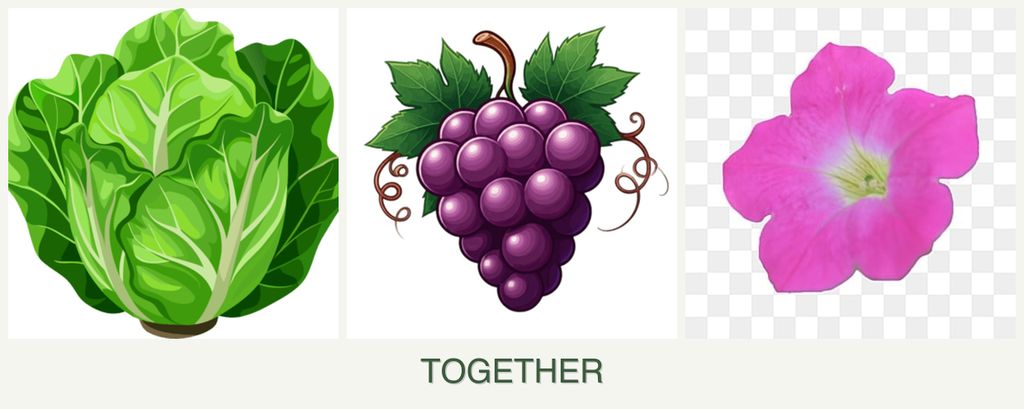 Can you plant lettuce, grapes and petunias together?