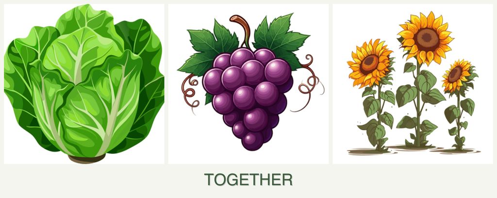Can you plant lettuce, grapes and sunflowers together?