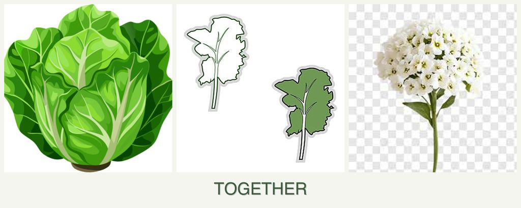Can you plant lettuce, kale and alyssum together?