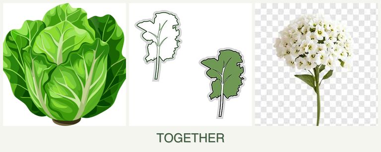 Can you plant lettuce, kale and alyssum together?