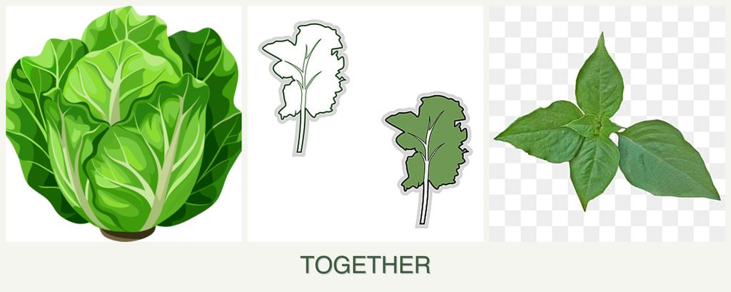 Can you plant lettuce, kale and basil together?