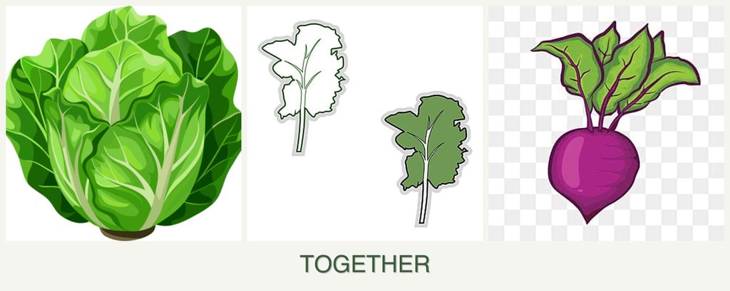 Can you plant lettuce, kale and beets together?