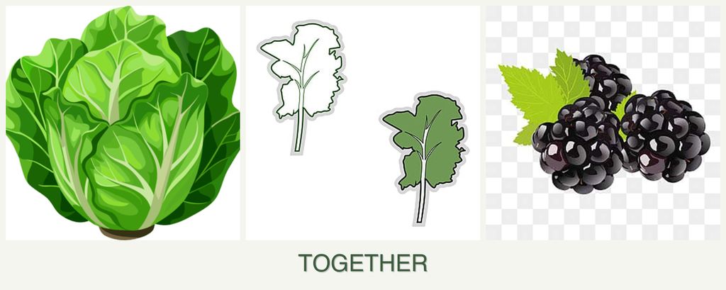 Can you plant lettuce, kale and blackberries together?
