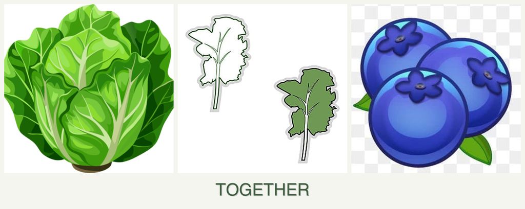 Can you plant lettuce, kale and blueberries together?