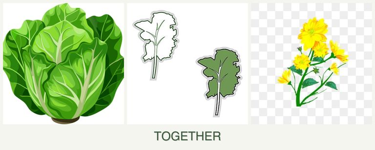 Can you plant lettuce, kale and calendula together?