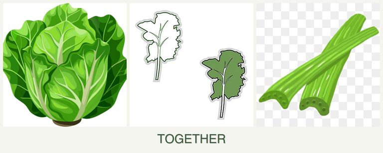 Can you plant lettuce, kale and celery together?