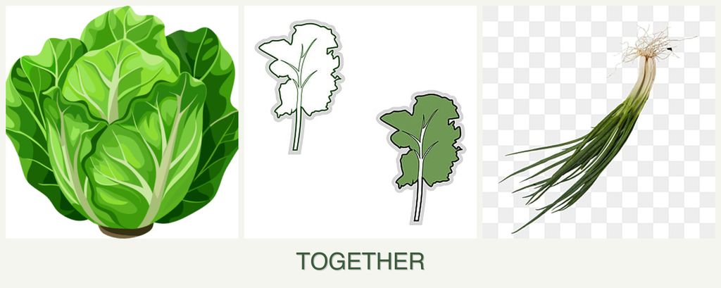 Can you plant lettuce, kale and chives together?