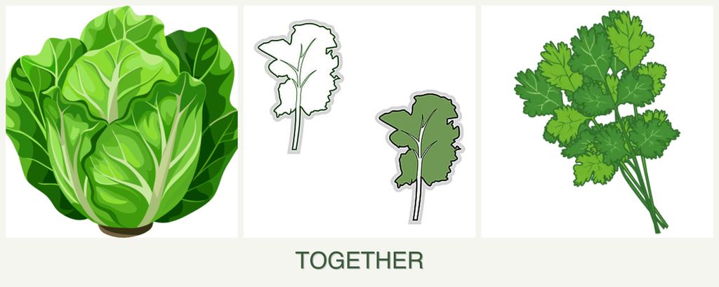 Can you plant lettuce, kale and cilantro together?