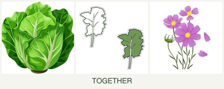 Can you plant lettuce, kale and cosmos together?
