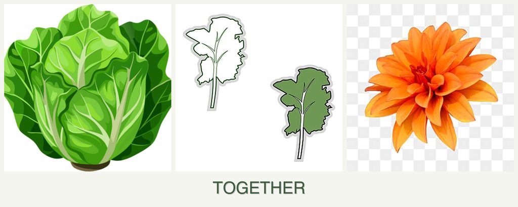 Can you plant lettuce, kale and dahlias together?