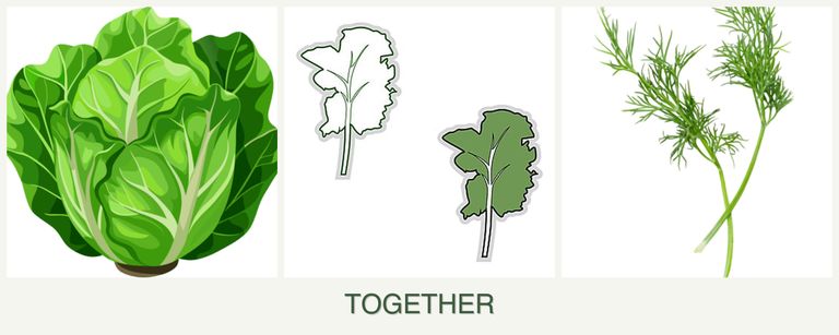 Can you plant lettuce, kale and dill together?