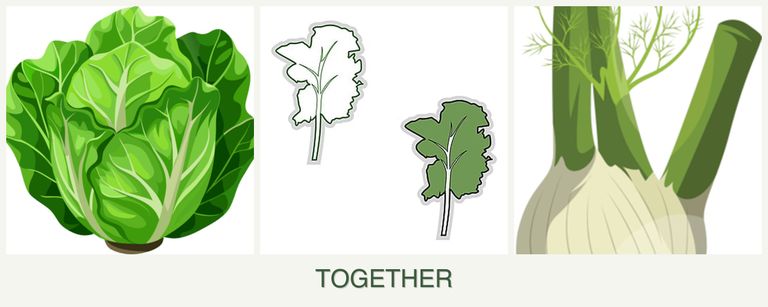 Can you plant lettuce, kale and fennel together?