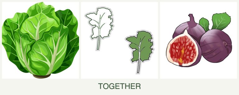Can you plant lettuce, kale and figs together?