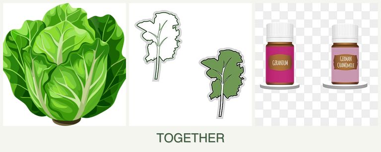 Can you plant lettuce, kale and geraniums together?