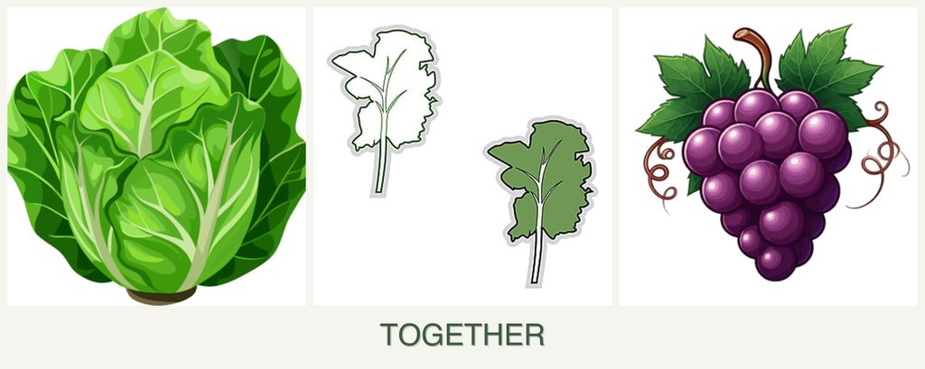 Can you plant lettuce, kale and grapes together?