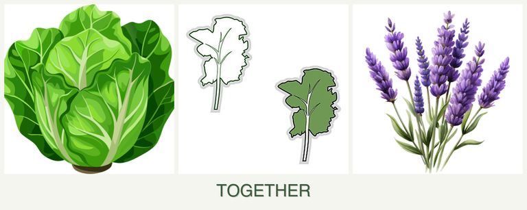 Can you plant lettuce, kale and lavender together?