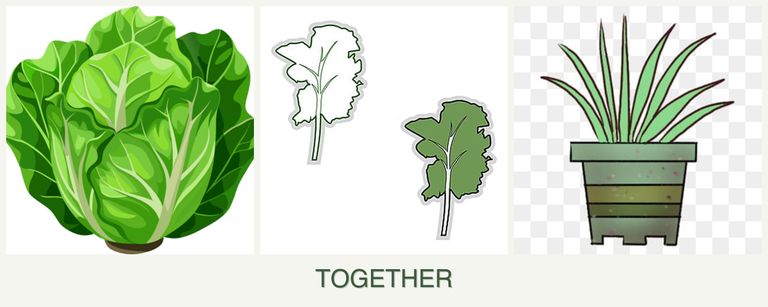 Can you plant lettuce, kale and lemongrass together?