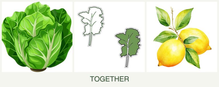 Can you plant lettuce, kale and lemons together?