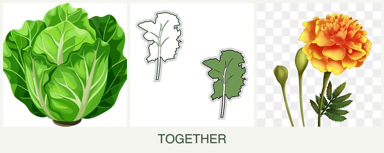 Can you plant lettuce, kale and marigolds together?