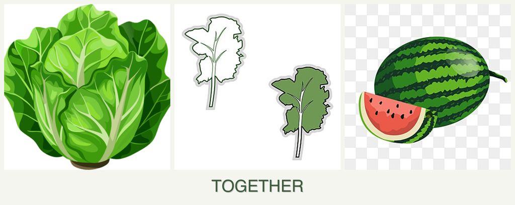 Can you plant lettuce, kale and melons together?