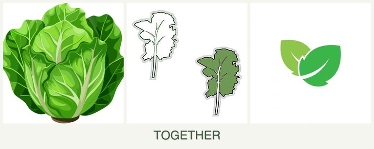 Can you plant lettuce, kale and mint together?