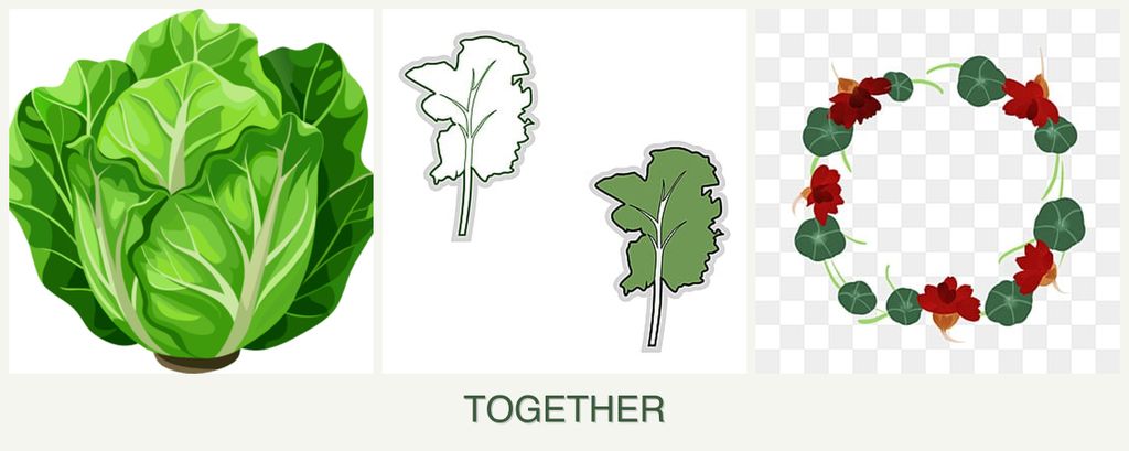 Can you plant lettuce, kale and nasturtiums together?