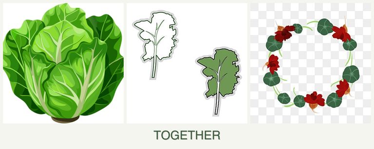Can you plant lettuce, kale and nasturtiums together?