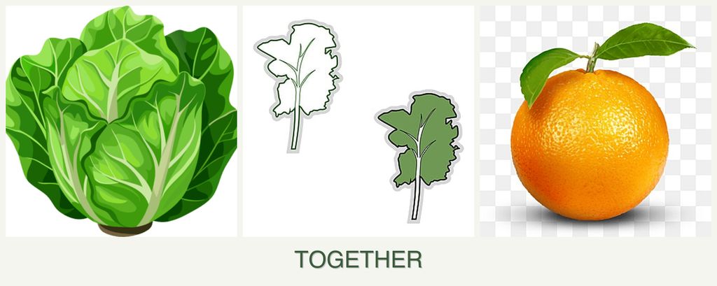 Can you plant lettuce, kale and oranges together?