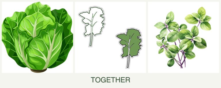 Can you plant lettuce, kale and oregano together?
