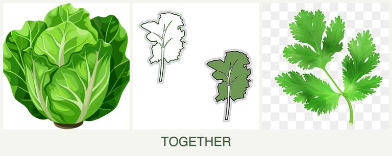 Can you plant lettuce, kale and parsley together?
