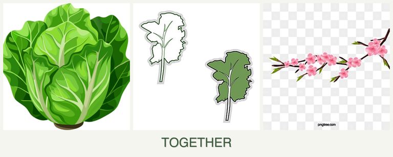 Can you plant lettuce, kale and peaches together?