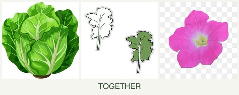 Can you plant lettuce, kale and petunias together?