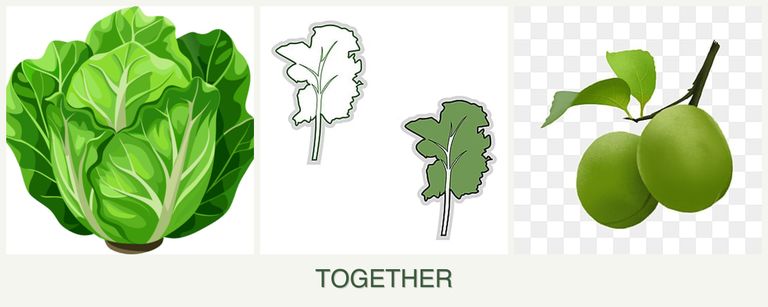 Can you plant lettuce, kale and plums together?