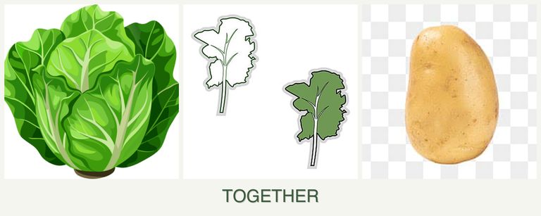 Can you plant lettuce, kale and potatoes together?