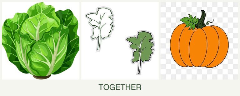 Can you plant lettuce, kale and pumpkin together?