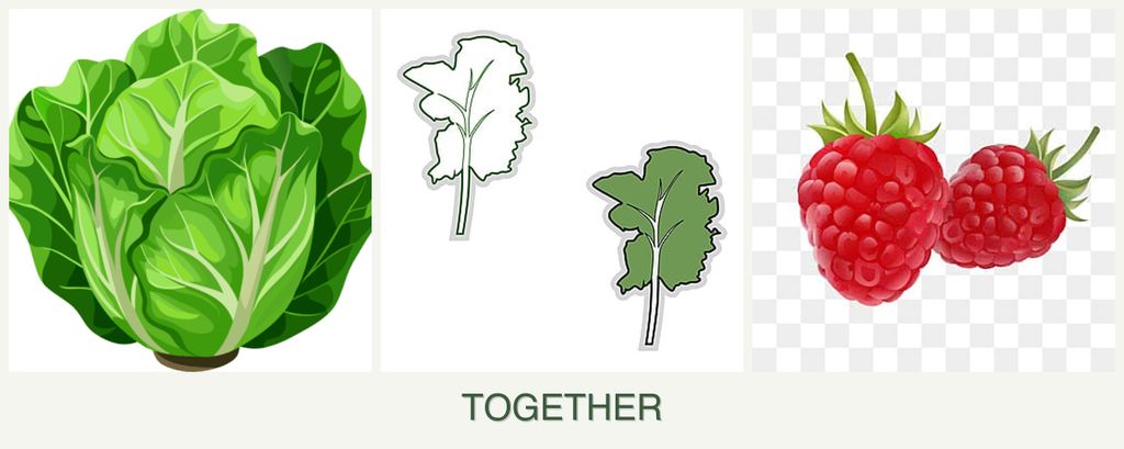 Can you plant lettuce, kale and raspberries together?